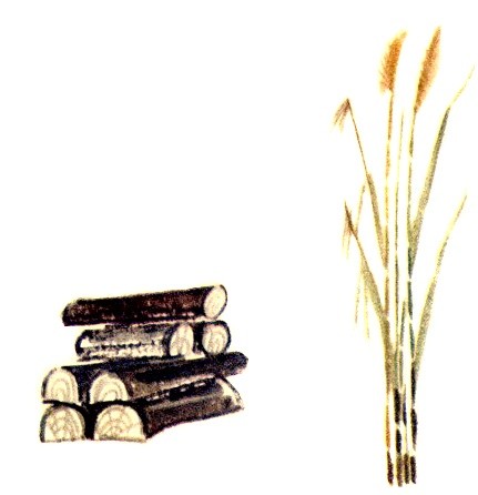 Камыш и маслина, Толстой Л.Н. картинка 1