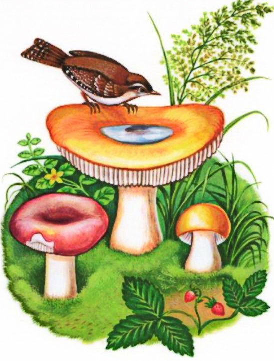 Старый гриб, Пришвин М.М. картинка 1
